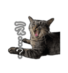 姉妹ねこのしじみとほたて（個別スタンプ：21）