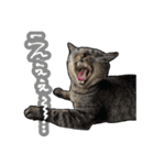 姉妹ねこのしじみとほたて（個別スタンプ：22）