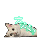 姉妹ねこのしじみとほたて（個別スタンプ：23）