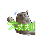 姉妹ねこのしじみとほたて（個別スタンプ：24）