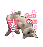 姉妹ねこのしじみとほたて（個別スタンプ：25）