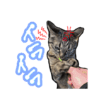 姉妹ねこのしじみとほたて（個別スタンプ：26）