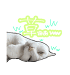 姉妹ねこのしじみとほたて（個別スタンプ：27）