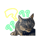 姉妹ねこのしじみとほたて（個別スタンプ：28）