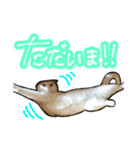 姉妹ねこのしじみとほたて（個別スタンプ：31）