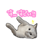 姉妹ねこのしじみとほたて（個別スタンプ：33）
