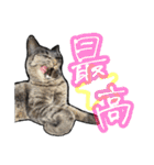姉妹ねこのしじみとほたて（個別スタンプ：35）