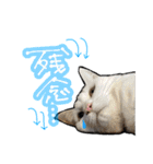 姉妹ねこのしじみとほたて（個別スタンプ：36）