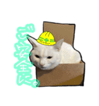 姉妹ねこのしじみとほたて（個別スタンプ：37）