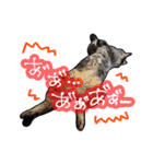 姉妹ねこのしじみとほたて（個別スタンプ：38）