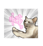 姉妹ねこのしじみとほたて（個別スタンプ：39）