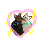 姉妹ねこのしじみとほたて（個別スタンプ：40）