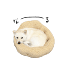 柴プーのまいたけすたんぷ（個別スタンプ：8）