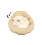 柴プーのまいたけすたんぷ（個別スタンプ：27）