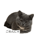 ふくめまる（個別スタンプ：15）