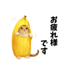 バナナ猫【よく使う言葉】（個別スタンプ：1）