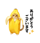 バナナ猫【よく使う言葉】（個別スタンプ：6）