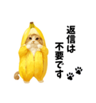 バナナ猫【よく使う言葉】（個別スタンプ：8）