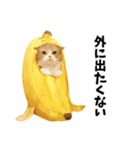 バナナ猫【よく使う言葉】（個別スタンプ：26）