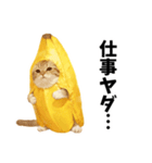 バナナ猫【よく使う言葉】（個別スタンプ：27）