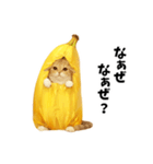 バナナ猫【よく使う言葉】（個別スタンプ：37）