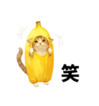 バナナ猫【よく使う言葉】（個別スタンプ：40）