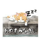 温泉に入っている猫のスタンプ（個別スタンプ：12）