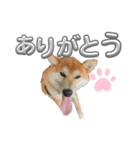 柴犬らいスタンプ（個別スタンプ：1）