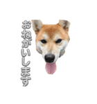 柴犬らいスタンプ（個別スタンプ：2）