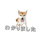 柴犬らいスタンプ（個別スタンプ：8）