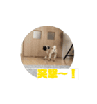 動くグーちゃんスタンプ1（個別スタンプ：14）