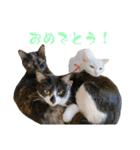 ねこ家スタンプ（個別スタンプ：40）