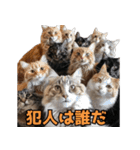 名探偵！猫ミーム（個別スタンプ：7）