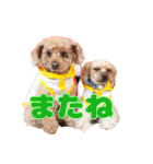 めいぽんまる3（個別スタンプ：4）