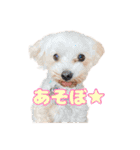 めいぽんまる3（個別スタンプ：6）