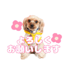 めいぽんまる3（個別スタンプ：11）