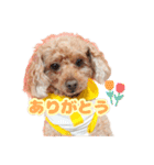めいぽんまる3（個別スタンプ：16）