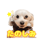 めいぽんまる3（個別スタンプ：23）