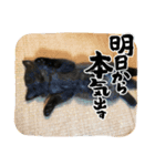 我がねこ にゃんず 日常 mui*mui（個別スタンプ：1）