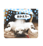 我がねこ にゃんず 日常 mui*mui（個別スタンプ：8）