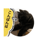 我がねこ にゃんず 日常 mui*mui（個別スタンプ：15）