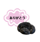 クロ ピンク（個別スタンプ：1）