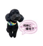クロ ピンク（個別スタンプ：11）