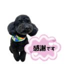 クロ ピンク（個別スタンプ：13）
