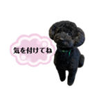 クロ ピンク（個別スタンプ：15）