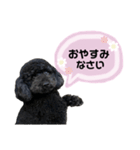 クロ ピンク（個別スタンプ：19）