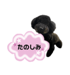 クロ ピンク（個別スタンプ：22）