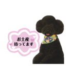 クロ ピンク（個別スタンプ：30）