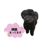 クロ ピンク（個別スタンプ：31）