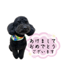 クロ ピンク（個別スタンプ：40）